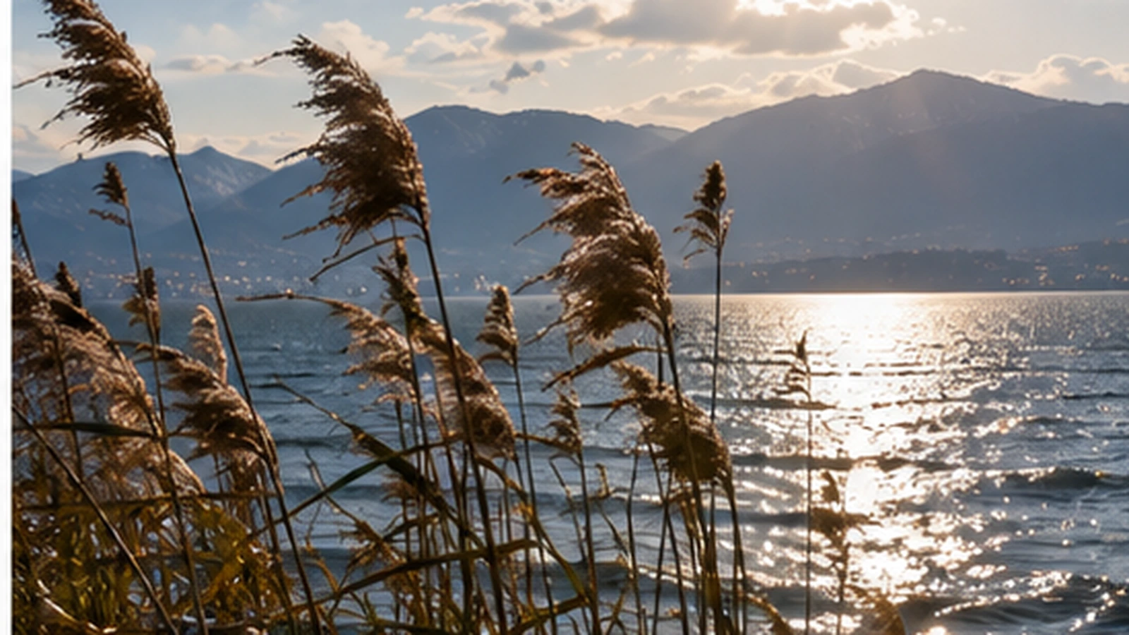 Vom Wind gebogene Schilfhalme an einem See als neutrales Symbolbild für die Bise in der Westschweiz